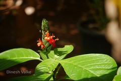 Justicia carnea